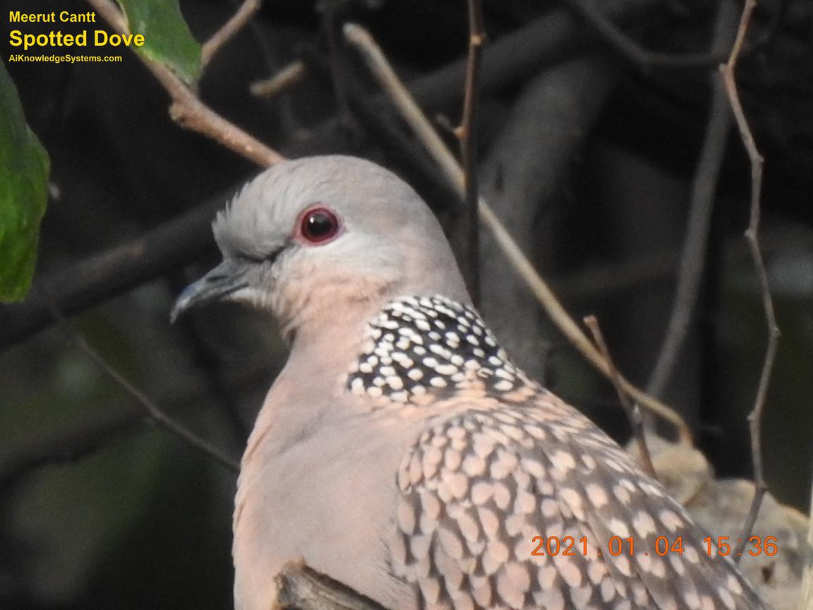 Dove Spotted (55) Coming Soon